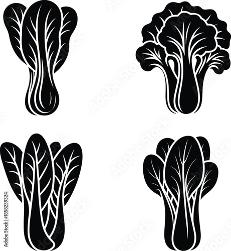 Leafy vegetable illustrations, bok choy, napa cabbage, lettuce drawings, black and white botanical art, fresh garden produce vector, agriculture food design elements