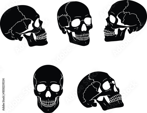 Human skull anatomy illustration, black and white bone structure drawing, detailed cranium study, medical and forensic reference, vintage scientific engraving style