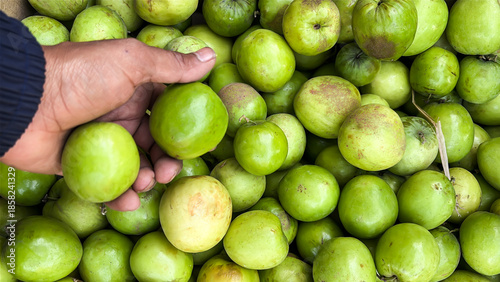 hand selecting fresh green Indian Jujube fruits from pile at local fruit market close up