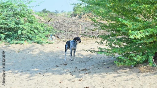 dog is barking in the bushes, dog on sand, 4k video