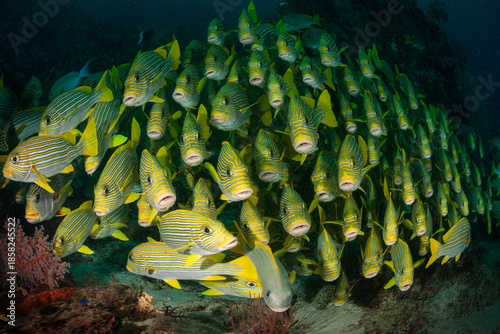 Fotografie SWEETLIPS
Ribboned sweetlips (Plectorhinchus polytaenia), diving in Raja Ampat,
