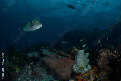 Beautiful underwater world of West Papua. Diving in Raja Ampat