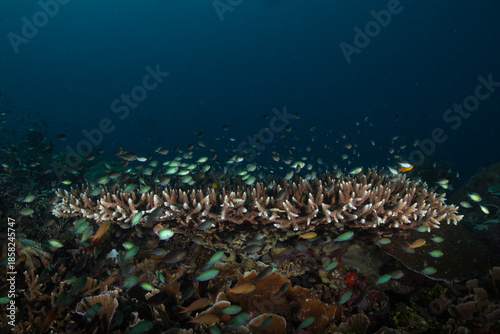 Beautiful underwater world of West Papua. Diving in Raja Ampat