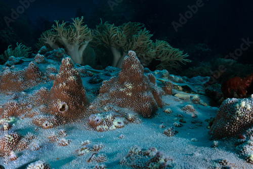 Beautiful underwater world of West Papua. Diving in Raja Ampat