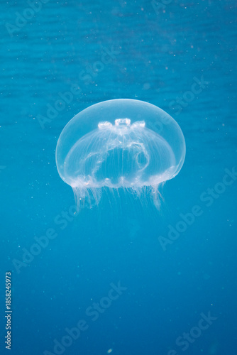 Jellyfish Aurelia aurita. Gentle beauty. Diving in Raja Ampat