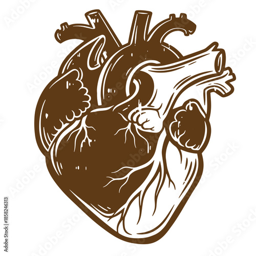Vintage Anatomical illustration of a human heart with detailed organ structure and brown color scheme on white background