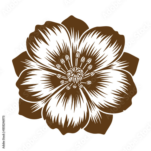 Vintage Brown and white illustration of a large flower with many petals and stamens on transparent background