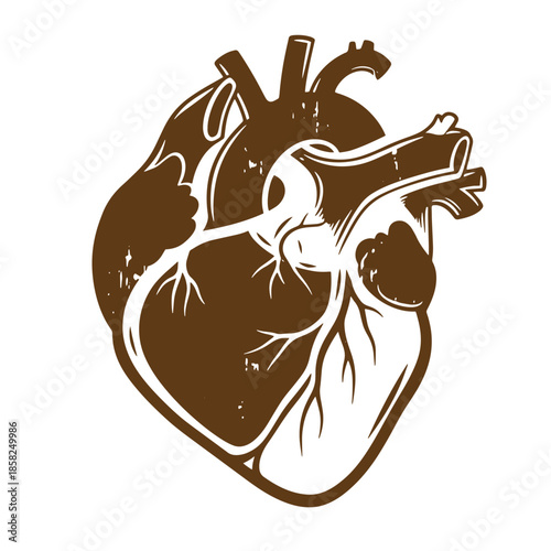 Vintage brown human heart anatomy illustration with white outline and transparent background