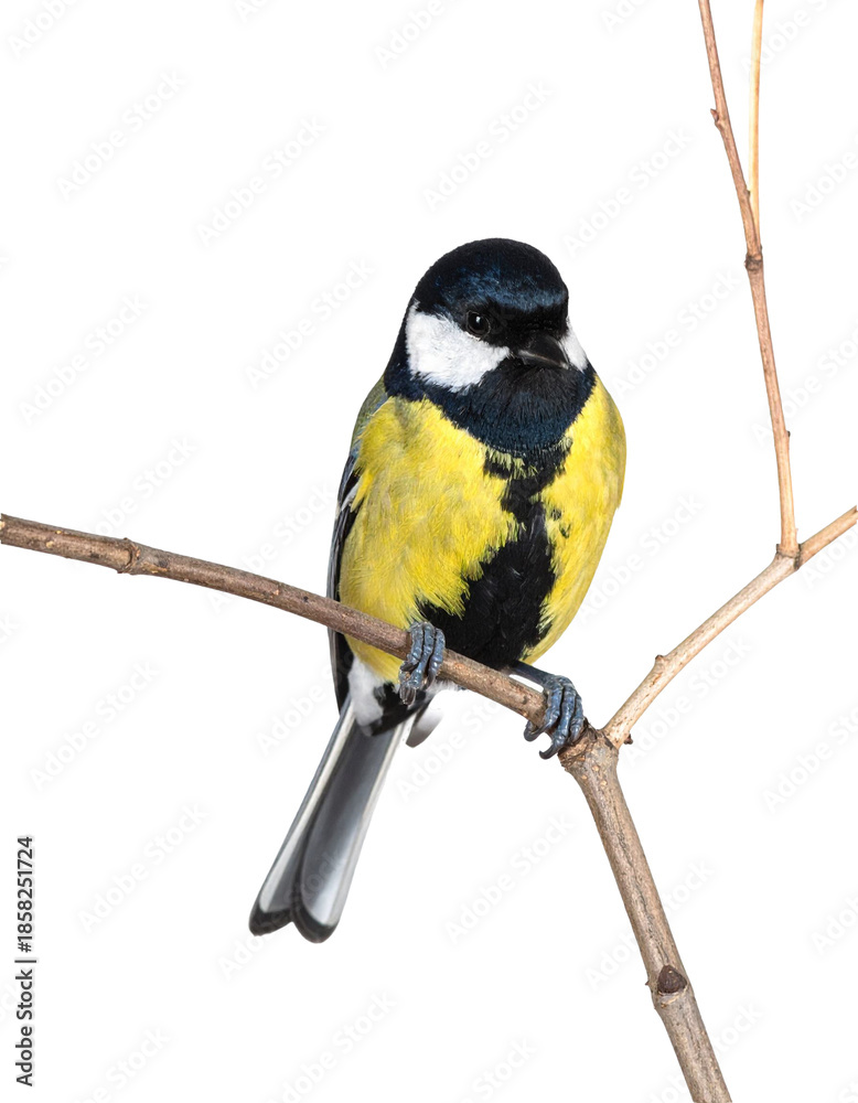 Naklejka premium Great tit bird with yellow belly, black head, and white cheeks perching on a bare branch, transparent background