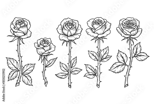 Ornamental Hand Drawn Rose Tattoo Vector Collection in Black and White Etching Style