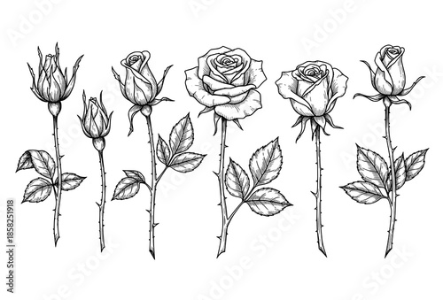 Victorian Rose Tattoo Flash Vector with Antique Botanical Engraving Style