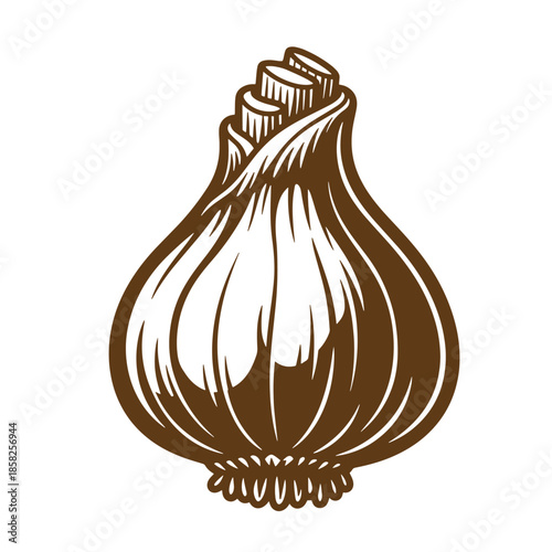 Vintage A brown and white illustration of a whole garlic bulb on a white background