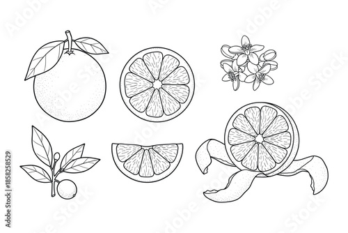 Set with orange fruit slices leaves and flowers in sketch style isolated.