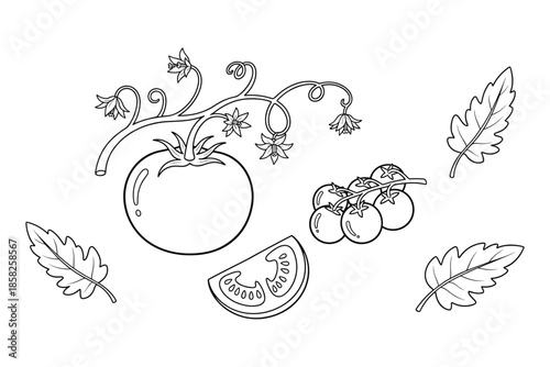 Tomato vector illustration of fresh vegetable, tomato slice, tomato branch and tomato leaf.