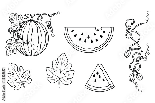 Sketch set with watermelon slices leaves and tendrils in outline style isolated.