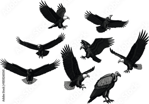 Eagle silhouette, vulture silhouette, bird of prey, flying raptor, landing eagle, talon detail, feathered predator, wildlife vector, avian clipart, black silhouettes, nature 