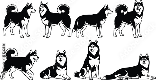 Siberian Husky silhouette, standing husky, sitting husky, running husky, lying husky, dog breed vector, black silhouettes, editable vector, husky clipart,  husky poses, husky collection, 