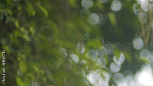 Dreamy 4K organic bokeh of sunlight shimmering through green tropical foliage.
