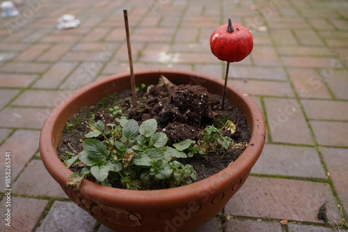 Flowerpot with soil and small green plant on a paved patio; a red apple is skewered on a stick as a marker