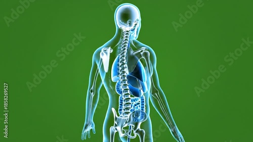Transparent Human Anatomy Scan on Green Screen for Medical Visualization and Health Indicator Presentation for