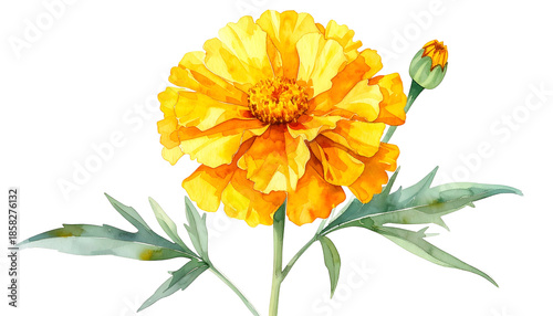Watercolor illustration of a vibrant, open yellow-orange bloom with a bud and green foliage