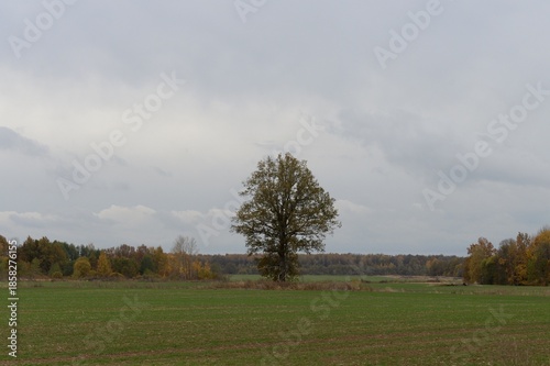 Rural landscape in the Kaliningrad region