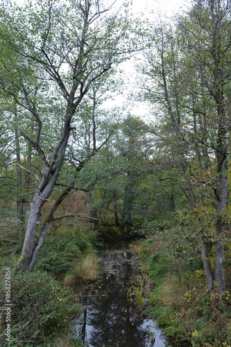 The Putilovka River in the Kaliningrad region. Russia