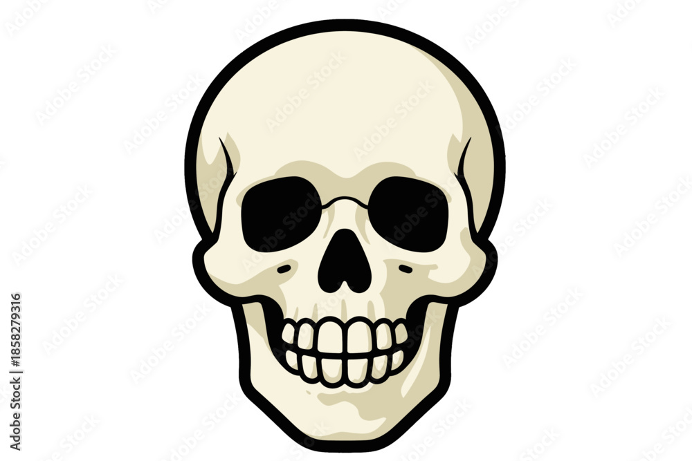 Fototapeta premium Human Skull Illustration with Visible Teeth