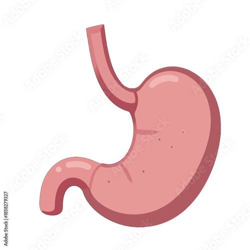 Human stomach and esophagus illustration