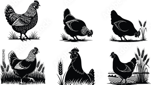 Black and white chickens in various farm settings