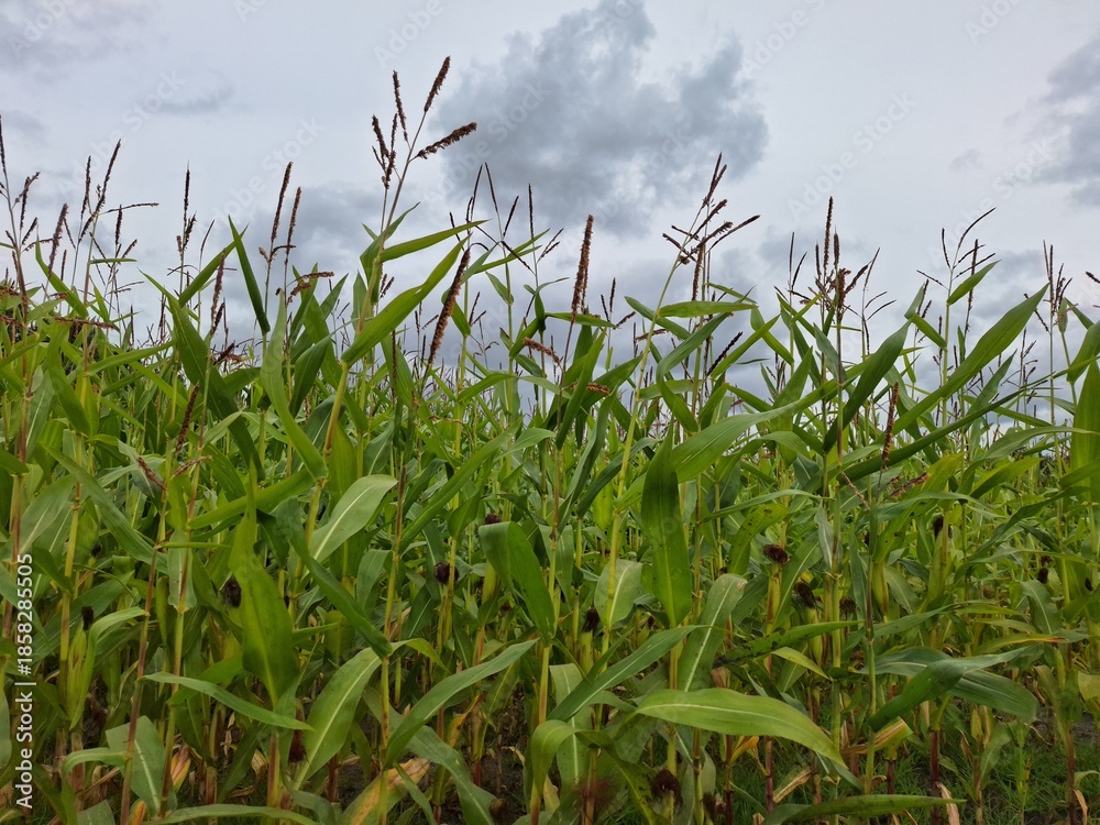 Fototapeta premium Field full of corn plants in Oldebroek
