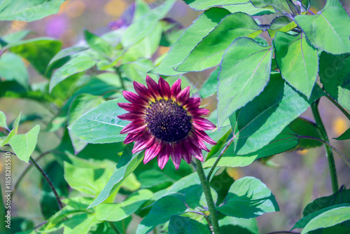 bloom of a sunflower