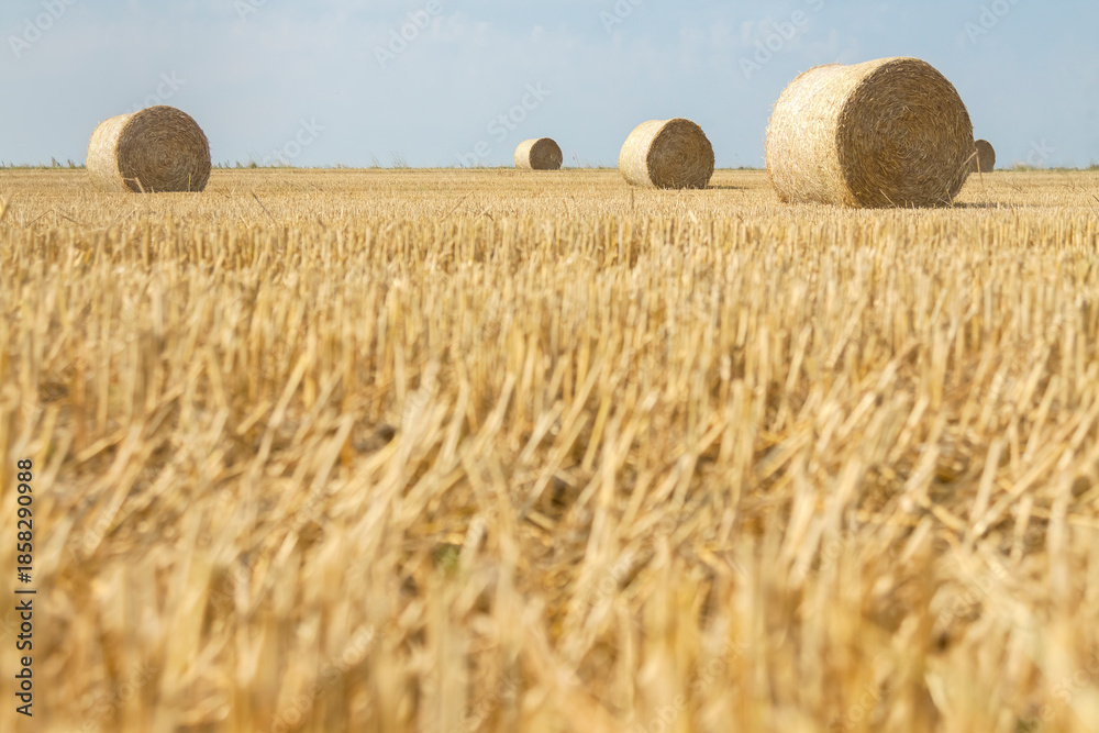 Fototapeta premium Straw Rolls on a Stubble Field