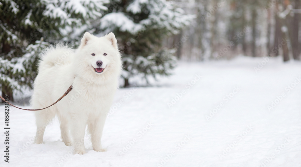 Fototapeta premium Samoyed dog stands in fresh snow. Fluffy samoyed dog on leash in snowy forest with copy space, perfect for christmas card, new year greeting, winter walk concept, cozy season mood!