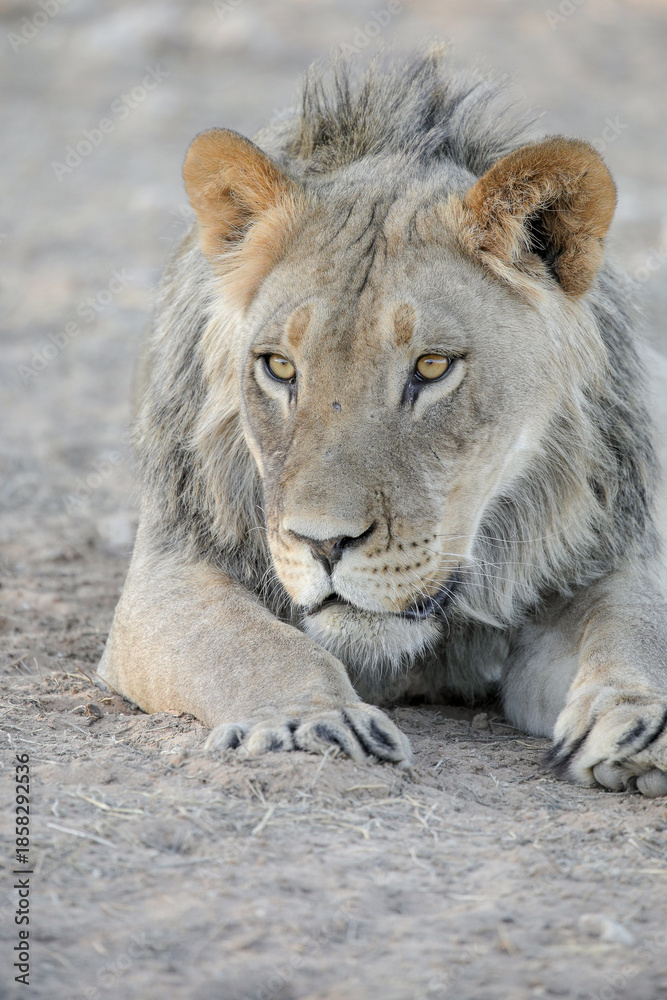 Obraz premium Lion resting on the arid Kalahari Desert sand
