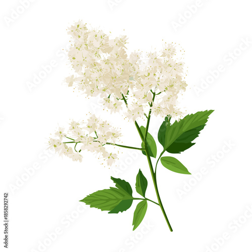Simple flat 2D vector graphic of a Meadowsweet in modern icon style, isolated on a white canvas