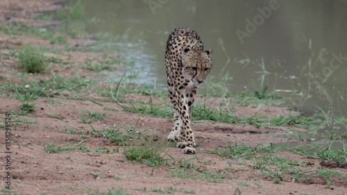  A collared female cheetah at the waterhole.