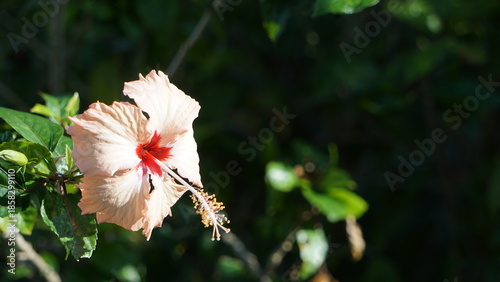 沖縄の陽射しを浴びる美しいハイビスカス