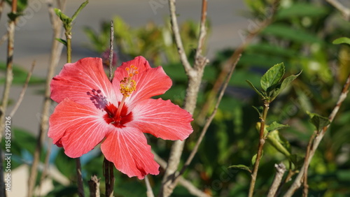 南国に咲くハイビスカスの花