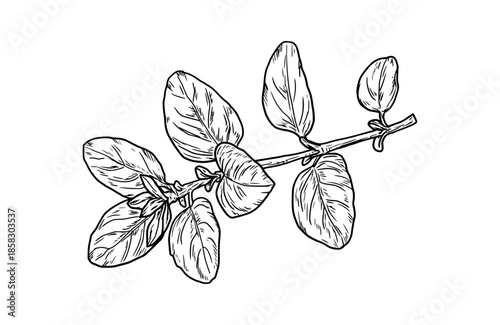 Oregano sprig with leaves, black and white sketch. Vector illustration. Kitchen herbs and spices isolated on white background. Spring twig and herbs.