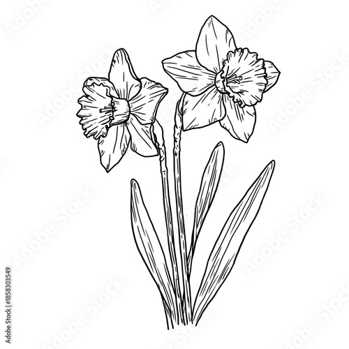 Narcissus flowers and leaves in a bouquet, sketch. Vector illustration. Spring garden flowers, isolated on a white background. For Easter, birthday or wedding cards, invitations and textile printing