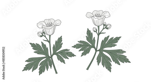 Botanical sketch of two anemone flowers with green leaves and delicate petals shown in a clean black and white line art style.