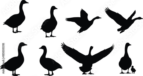 Goose silhouettes set showing standing walking flying birds isolated on white background wildlife vector illustration collection for stock design use