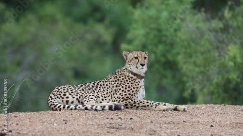 a collared female cheetah resting on a dam wall
