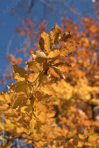 Herbstlich gefärbtes Laub einer Buche