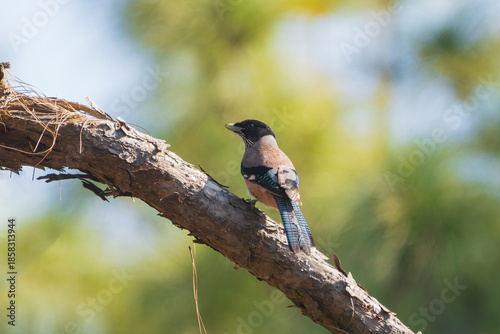 Tableau sur toile Black-headed Jay perched on a tree branch in montane forest, showing a striking black head, blue wings, and long tail, a colorful corvid of the Himalayas