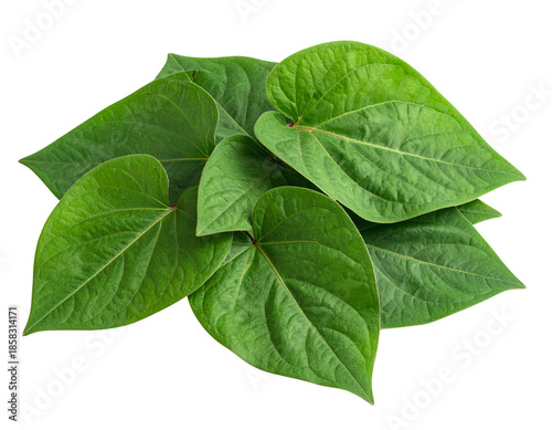  Small Bundle of Freshly Picked Sweet Potato Leaves, angled three-quarter view, isolated on transparent background