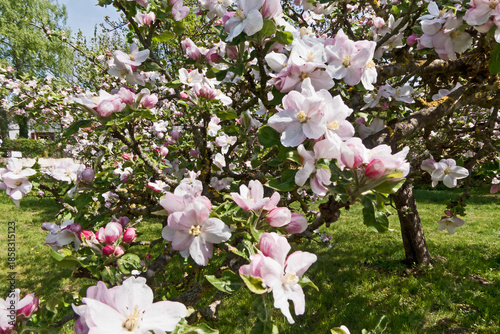 blühender Apfelbaum auf einer Streuobstwiese