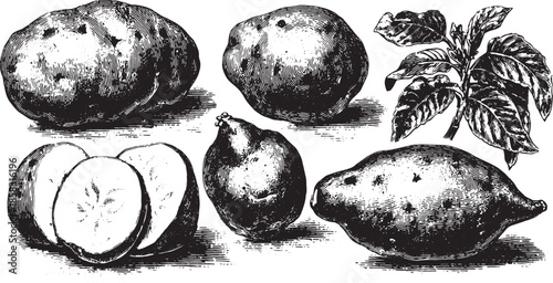 Vintage potatoes and sweet potatoes in a horizontal set. Detailed vector illustration featuring leaves, sliced and whole vegetables.