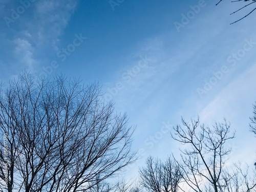 Winter Sky with Bare Tree Branches, Minimal Nature Background